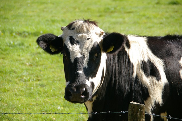 ile mleka daje krowa