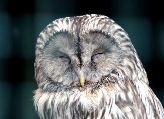 Jak się odpala race na tort?